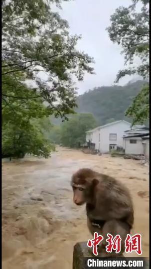 武夷山暴雨致景區暫時封閉 受驚猴子成“網紅”