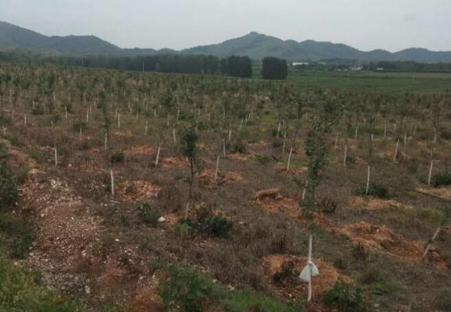 河南方城廣陽鎮：“窮”山村有致富“經”