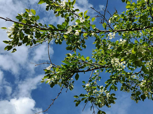 忽如一夜春風來