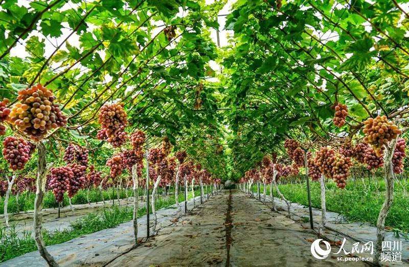 四川 特色農業促增收