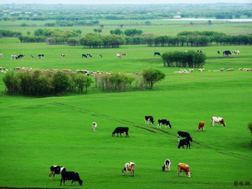百萬畝沿黃生態牧草試驗示范項目落戶巴彥淖爾