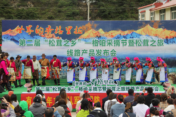 松茸為媒 打造香格里拉鄉村經濟增長點