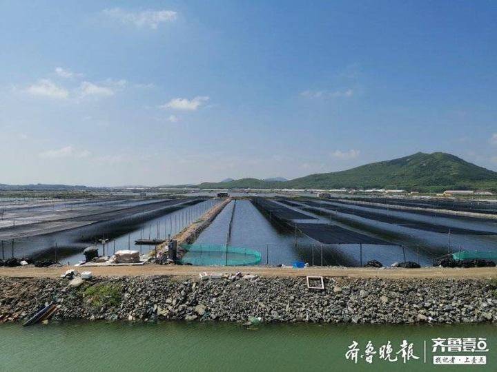 66批次海參未檢出敵敵畏 官方：不使用違規農藥