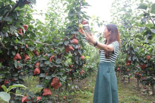 河南方城博望鎮：百余“巾幗網紅”助花果園“火上澆油”