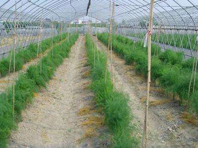 產業扶貧的“內蒙古答卷”