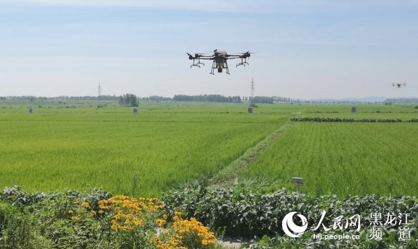 哈爾濱市大力推進農業“三減”行動 示范面積達到602萬畝