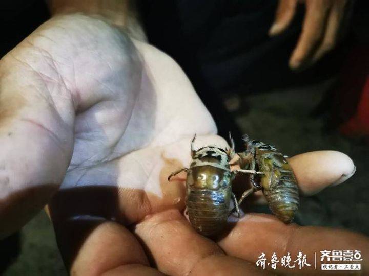 “禁吃令”下的濟南金蟬村：找好了退路，也迎接著希望