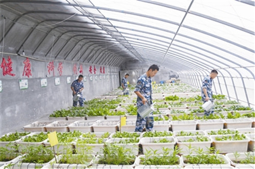 讓駐島官兵們穩穩吃上綠葉菜