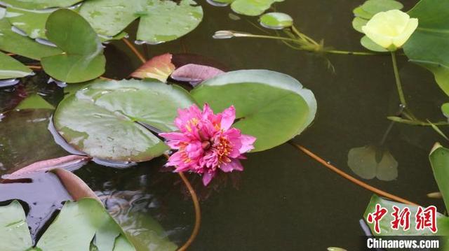 20200809094140576.jpeg 9358d109b3de9c823d18e284f038710c18d843f8.jpeg