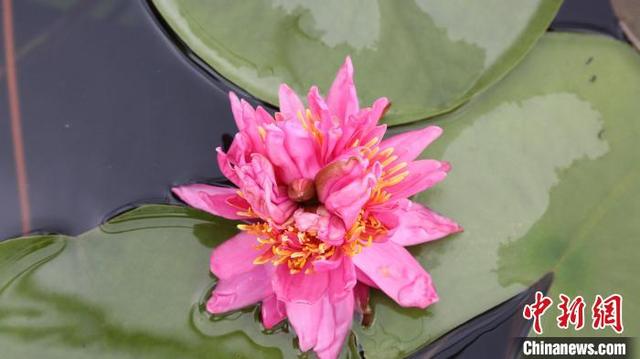 廣州出現七蒂睡蓮 擬申請吉尼斯世界紀錄認證