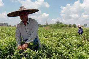 推動廣西從農業大區向農業強區轉變