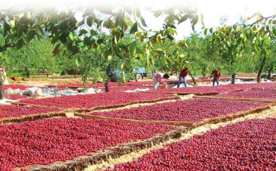 山西省柳林縣大手筆建設紅棗示范園區