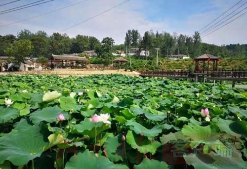 20200810111330539.jpg 4.jpg