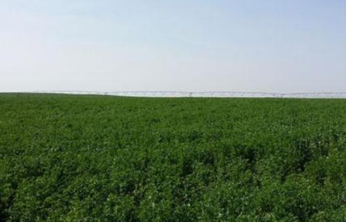 鄂爾多斯市六個方面保障高產優質苜蓿示范建設項目實施