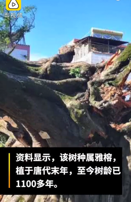 廣東1100多歲古榕樹倒塌：種植于唐代末年，當地正在搶救
