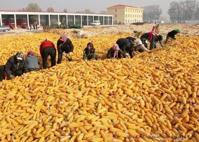 黑龍江省上半年農民經營凈收入增長31.4%