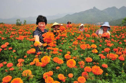 山東淄博淄川區：萬壽菊拓展脫貧路
