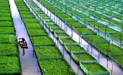 走“三化”之路　提農業效益