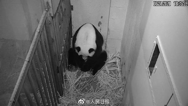 旅美大熊貓美香產下幼崽：緊緊擁抱小寶寶