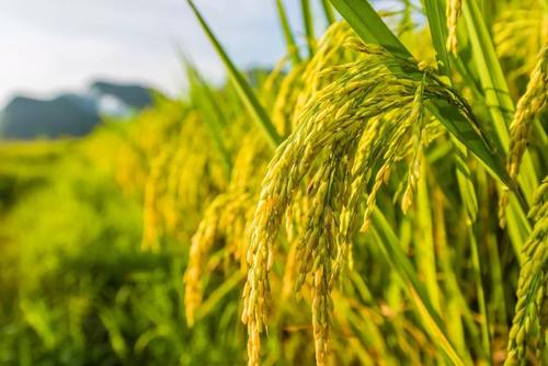 國內首個水稻主效功能基因分子模塊育種芯片研發成功