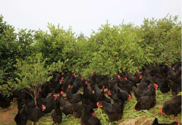 湖南認定扶貧產品突破1萬種 多方助力優質農品進萬家