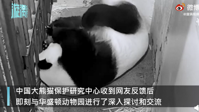 官方回應旅美大熊貓產后疑遭虐待