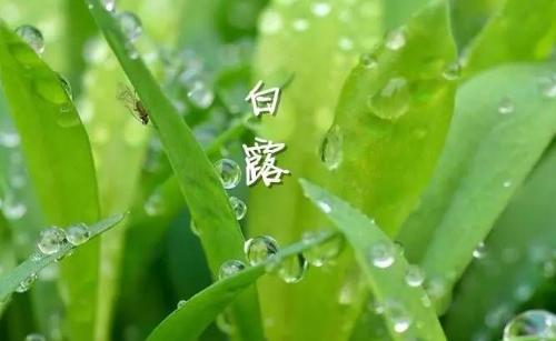 白露節氣到！為何要飲“白露茶”、吃龍眼？