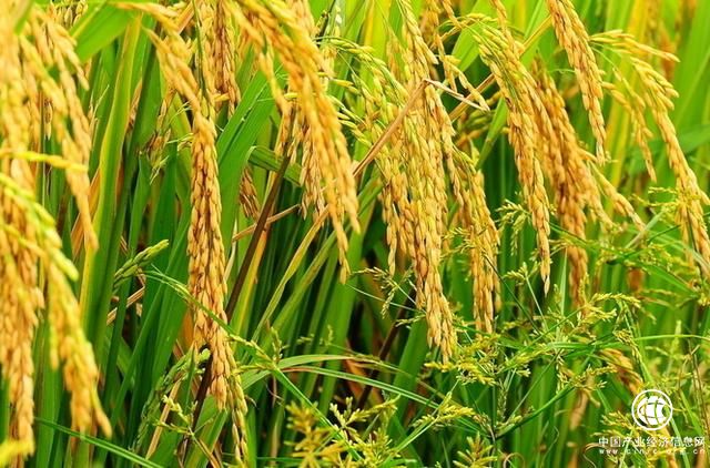 農業部門預計吉林省糧食不會大幅減產
