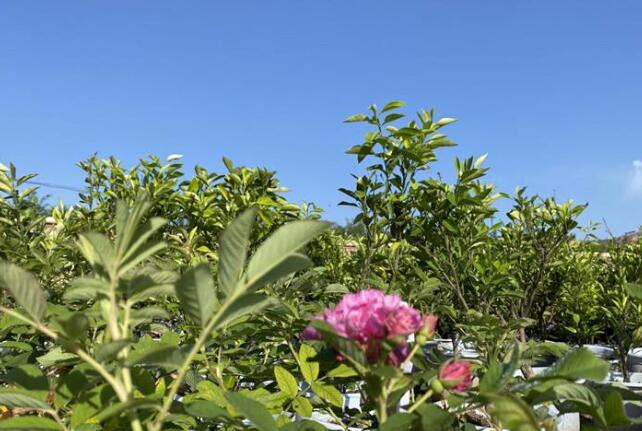 甘肅定西擦亮“千年藥鄉”金字招牌