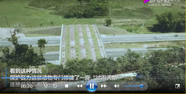 巴西為野生動物建設過街天橋
