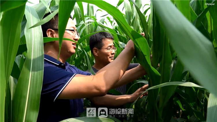 我是第一書記德州禹城“兄弟”書記打頭陣 農民糯玉米豐收有盼頭