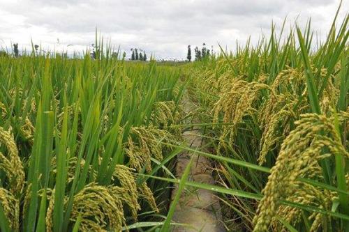 種植面積穩中有增 預計超12.9億畝 今年秋糧豐收基礎好