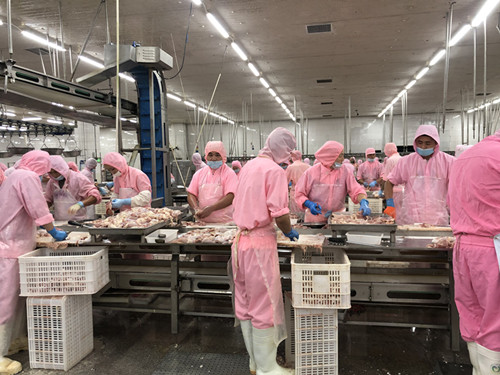 為什么今年吃雞便宜了？雞肉價格迎來三年內首降　　