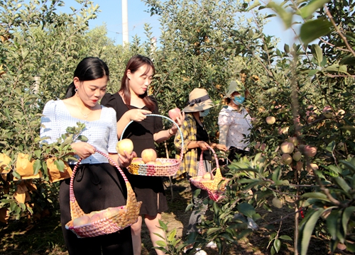 郯城縣花園鎮：蘋果飄香壓滿枝采摘園里待客來