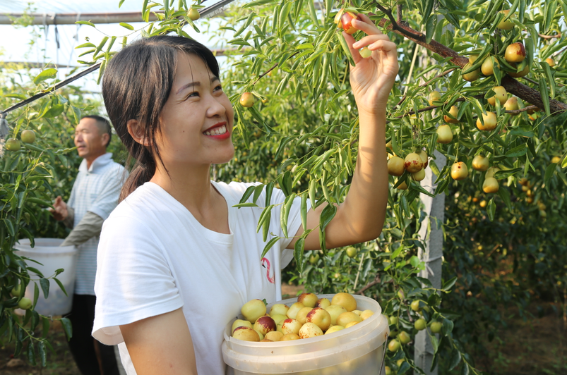 十一小長假新去處！八大特色文旅活動助力第二十二屆沾化冬棗節