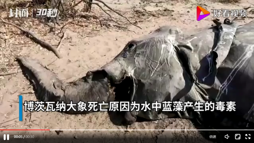 藍藻細菌導致數百頭大象死亡