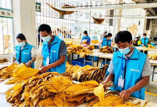 云南文山：我與煙農有個約定