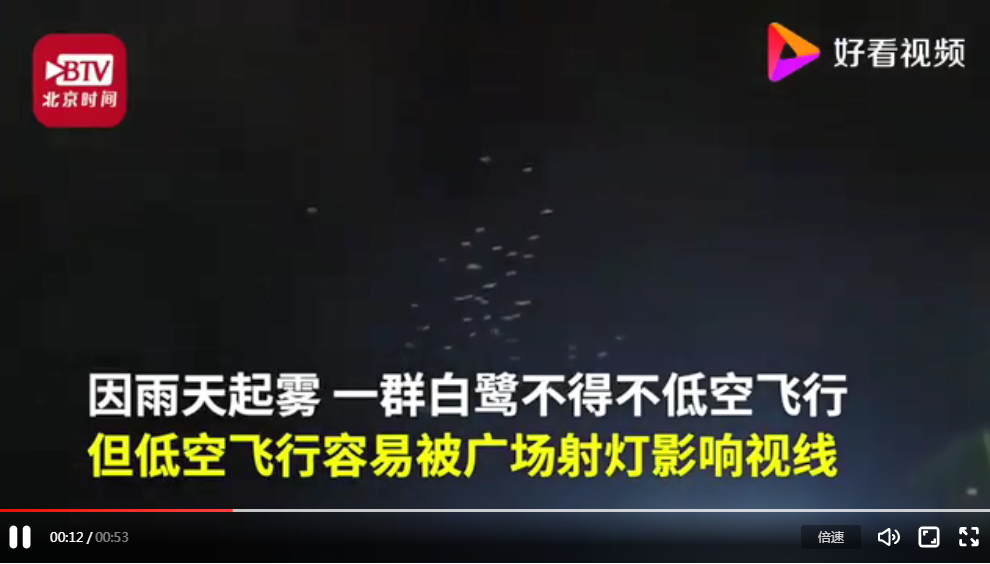 湖南藍山為候鳥遷徙連關三天射燈 以保障白鷺正常飛行
