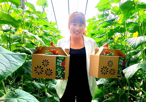 郯城：“扶貧大棚”新鮮蔬菜專供“雙節”市場