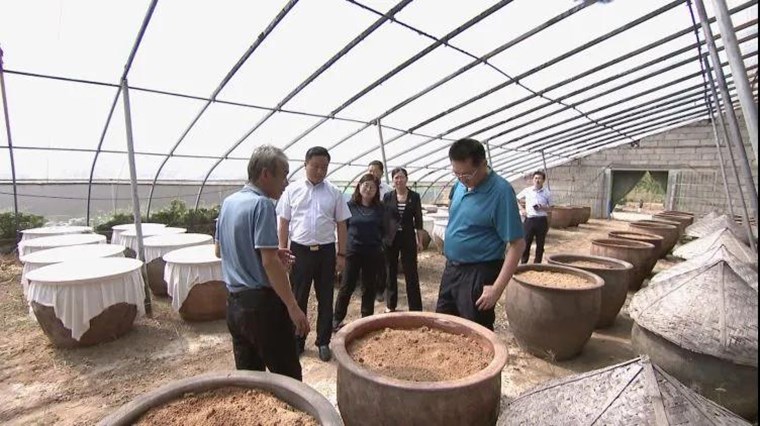 市委書記張新文到成武縣調研醬菜產業發展情況