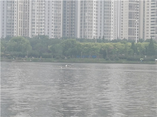 臨沂城市內河生態修復試驗項目取得階段性成果