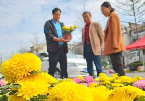 郯城：金秋菊花鬧古鎮
