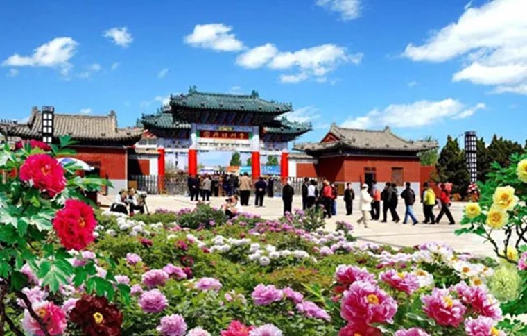 曹州牡丹園：將移交菏澤文旅集團運營管理！