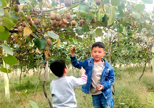郯城：親身體驗農事感受豐收喜悅