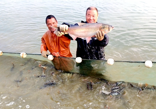 郯城：益生養殖合作社人勤魚肥豐收樂