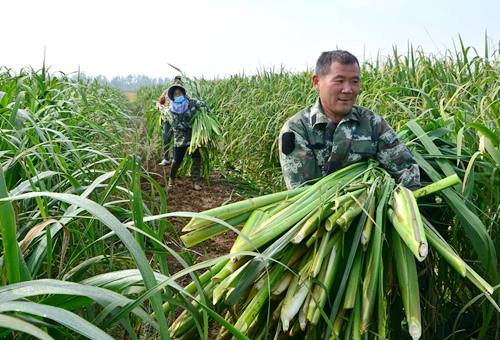 郯城縣歸昌鄉張樓村劉成武種植茭白年賺20萬元