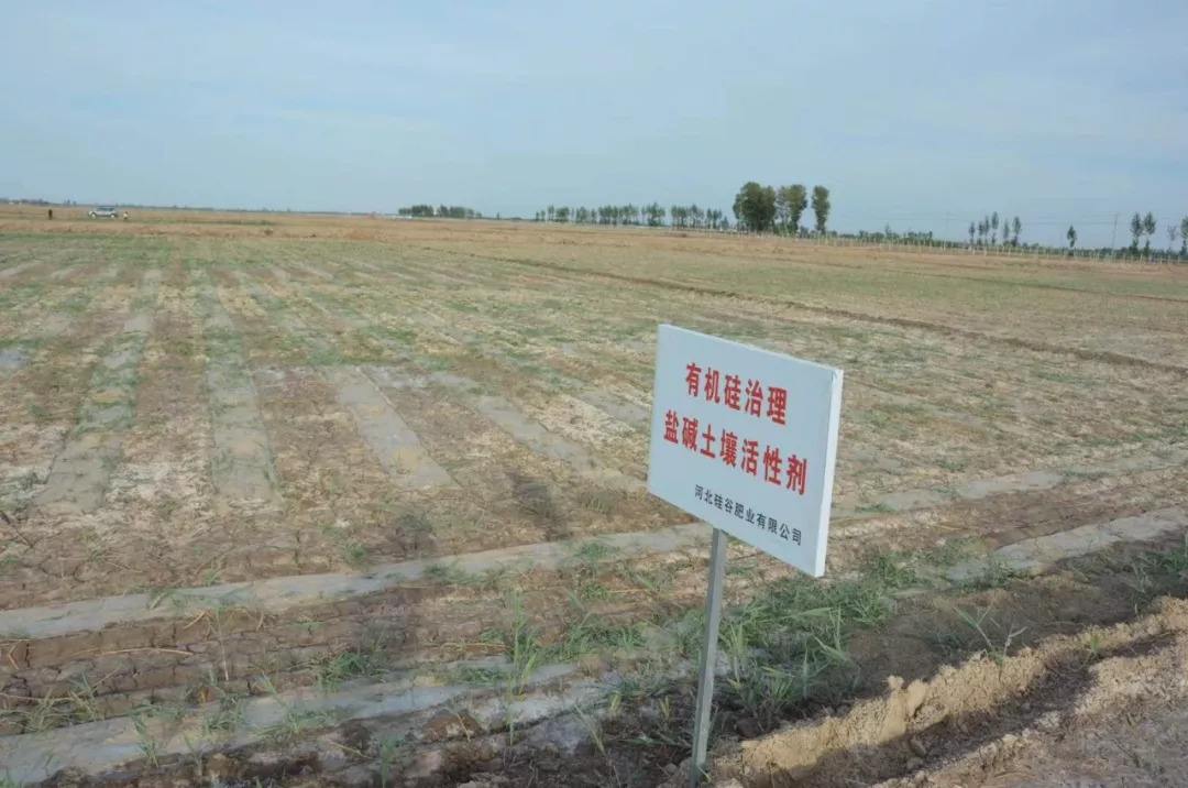 不毛之地變身高產良田 內蒙古區域鹽堿地治理破題在望