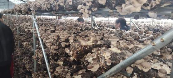 又是一年豐收季 河南南召喬端鎮小香菇種出大產業