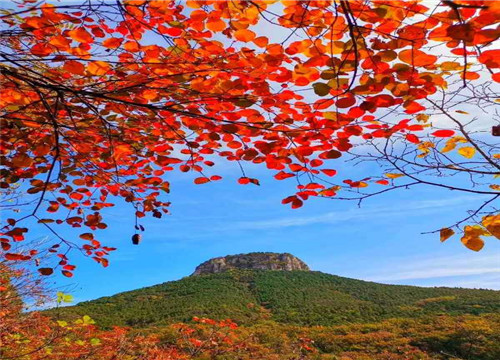 抱犢紅葉美，賞景正當時