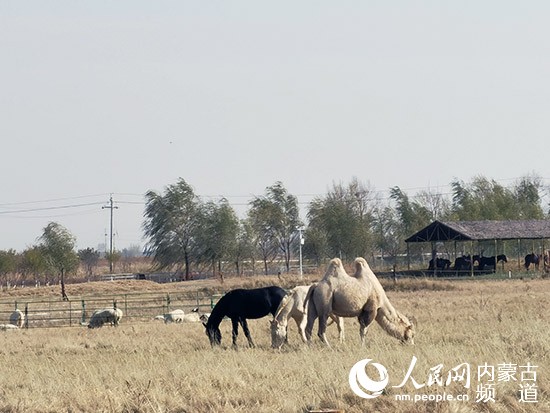 青青小草綠了鄉村紅了日子